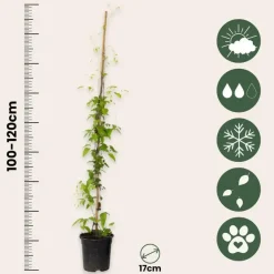 Planten|Tuinplanten-Plant in a Box Bosrank - 2 stuks - Clematis 'The President' - Hoogte 100-120cm - ⌀17cm
