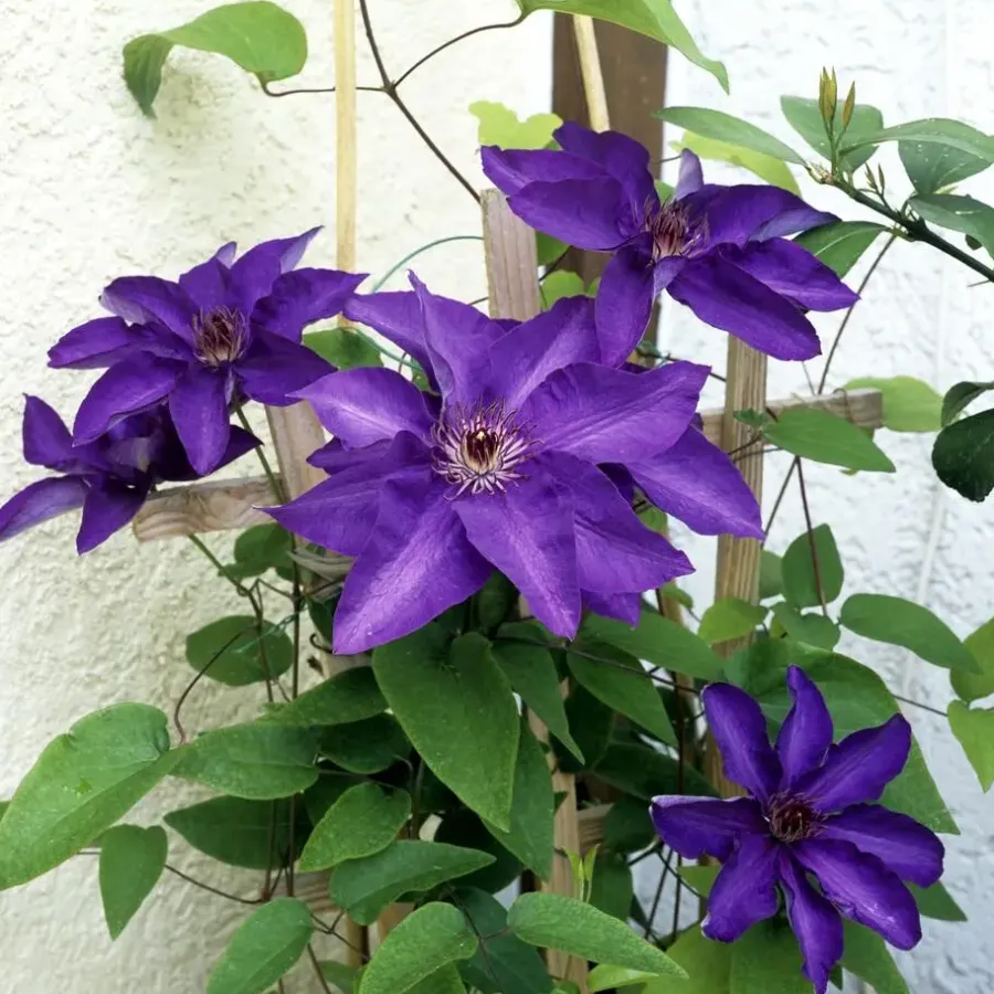 Planten|Tuinplanten-Plant in a Box Bosrank - 2 stuks - Clematis 'The President' - Hoogte 100-120cm - ⌀17cm