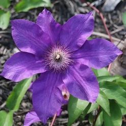 Planten|Tuinplanten-Plant in a Box Bosrank - 2 stuks - Clematis 'The President' - Hoogte 100-120cm - ⌀17cm