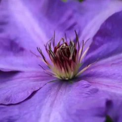 Planten|Tuinplanten-Plant in a Box Bosrank - 2 stuks - Clematis 'The President' - Hoogte 100-120cm - ⌀17cm