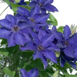 Planten|Tuinplanten-Plant in a Box Bosrank - 2 stuks - Clematis 'The President' - Hoogte 100-120cm - ⌀17cm