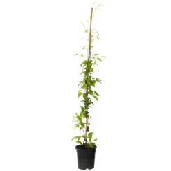 Tuinplanten-Plant in a Box Bosrank - Clematis 'Hagley Hybrid' - Hoogte 100-120cm - ⌀17cm