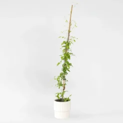Tuinplanten-Plant in a Box Bosrank - Clematis 'Hagley Hybrid' - Hoogte 100-120cm - ⌀17cm