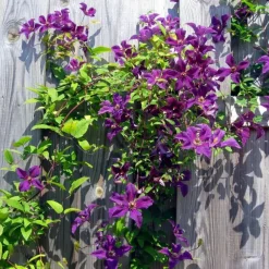 Plant in a Box Bosrank - Clematis 'The President' - Hoogte 100-120cm - ⌀17cm