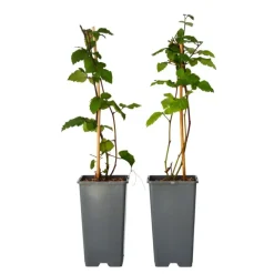 Planten|Bomen-Plant in a Box Bramenplant - Set van 2 - Rubus fruticosus 'Thornfree' - Hoogte 50-60cm - ⌀15cm