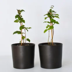 Planten|Bomen-Plant in a Box Bramenplant - Set van 2 - Rubus fruticosus 'Thornfree' - Hoogte 50-60cm - ⌀15cm