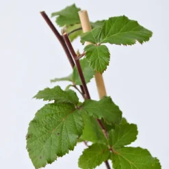 Planten|Bomen-Plant in a Box Bramenplant - Set van 2 - Rubus fruticosus 'Thornfree' - Hoogte 50-60cm - ⌀15cm