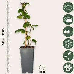 Planten|Bomen-Plant in a Box Bramenplant - Set van 2 - Rubus fruticosus 'Thornfree' - Hoogte 50-60cm - ⌀15cm