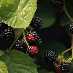 Planten|Bomen-Plant in a Box Bramenplant - Set van 2 - Rubus fruticosus 'Thornfree' - Hoogte 50-60cm - ⌀15cm