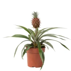 Kamerplanten-Plant in a Box Bromelia - Ananas comosus 'Mi Amigo' - Hoogte 35-45cm - ⌀12cm