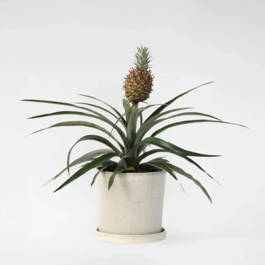 Kamerplanten-Plant in a Box Bromelia - Ananas comosus 'Mi Amigo' - Hoogte 35-45cm - ⌀12cm