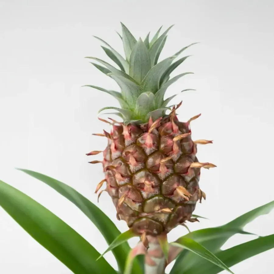 Kamerplanten-Plant in a Box Bromelia - Ananas comosus 'Mi Amigo' - Hoogte 35-45cm - ⌀12cm