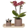 Plant in a Box Cadeauset orchidee 'Cocktail S' - Phalaenopsis - Hoogte 30cm