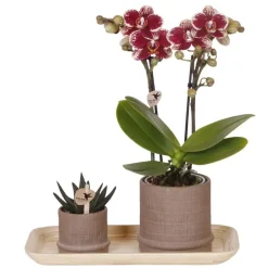 Plant in a Box Cadeauset orchidee 'Cocktail S' - Phalaenopsis - Hoogte 30cm