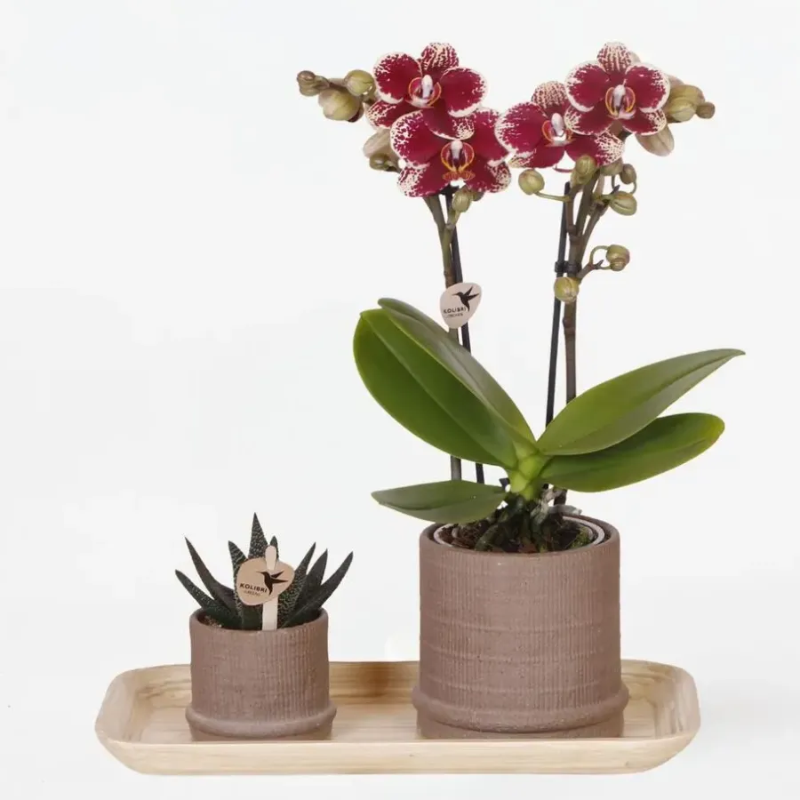 Plant in a Box Cadeauset orchidee 'Cocktail S' - Phalaenopsis - Hoogte 30cm