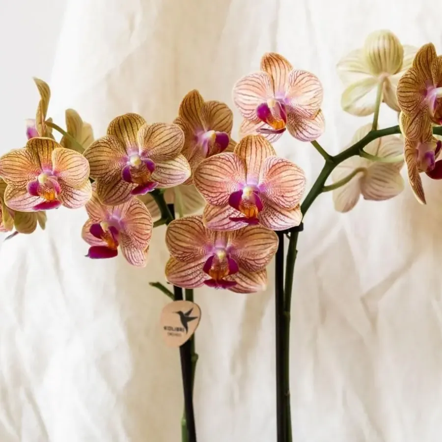 Plant in a Box Cadeauset orchidee 'Cocktail S' - Phalaenopsis - Hoogte 30cm