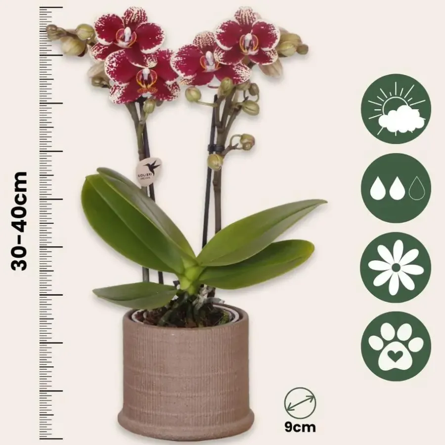 Plant in a Box Cadeauset orchidee 'Cocktail S' - Phalaenopsis - Hoogte 30cm