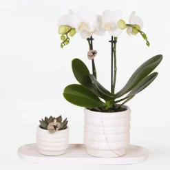 Plant in a Box Cadeauset orchidee 'Marble S' - Phalaenopsis - Hoogte 30cm