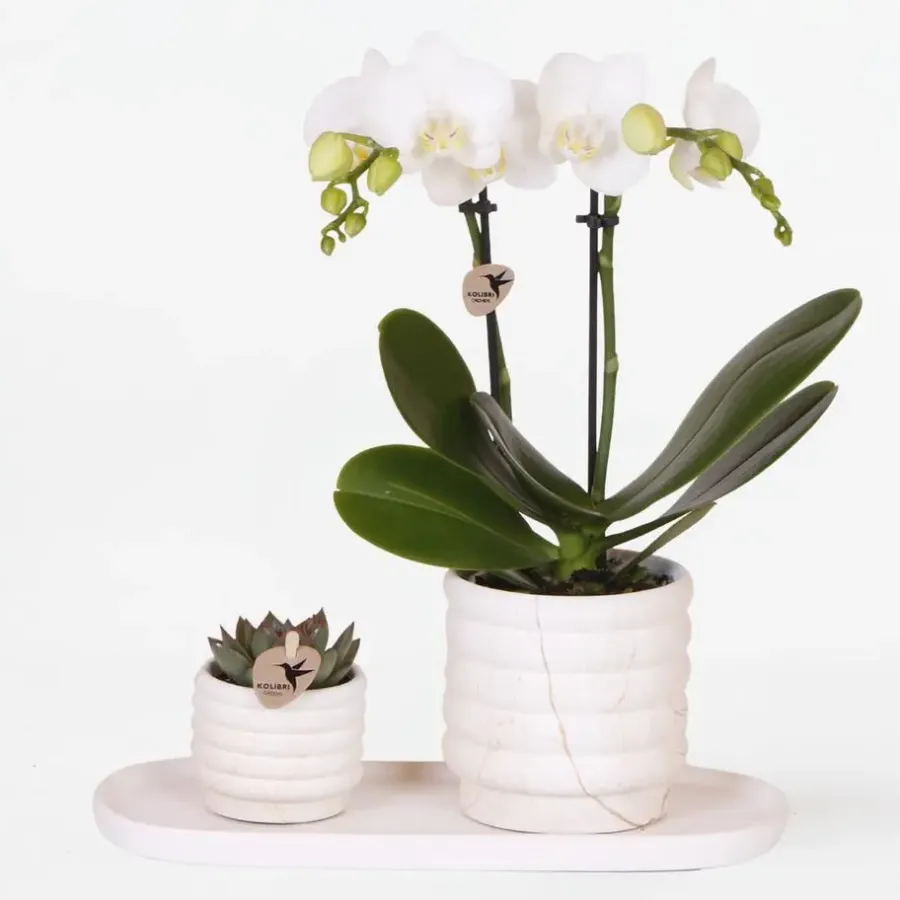Plant in a Box Cadeauset orchidee 'Marble S' - Phalaenopsis - Hoogte 30cm