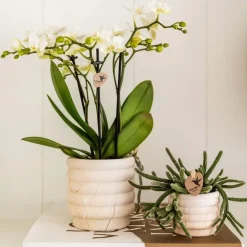 Plant in a Box Cadeauset orchidee 'Marble S' - Phalaenopsis - Hoogte 30cm