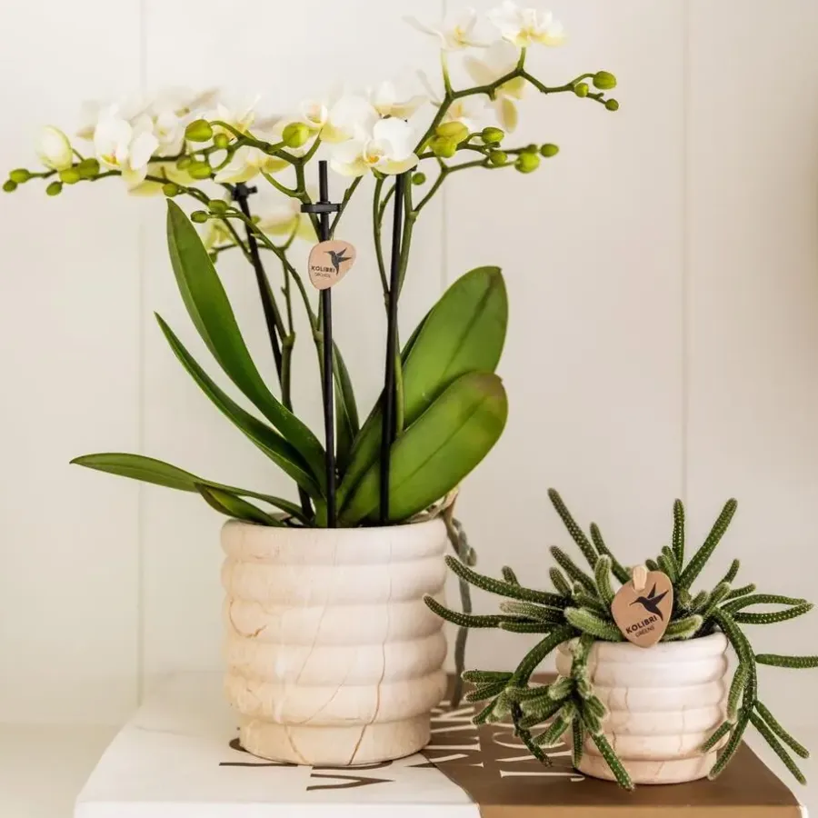 Plant in a Box Cadeauset orchidee 'Marble S' - Phalaenopsis - Hoogte 30cm