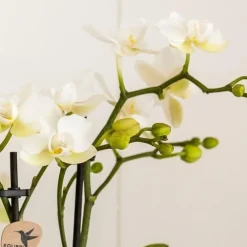 Plant in a Box Cadeauset orchidee 'Marble S' - Phalaenopsis - Hoogte 30cm