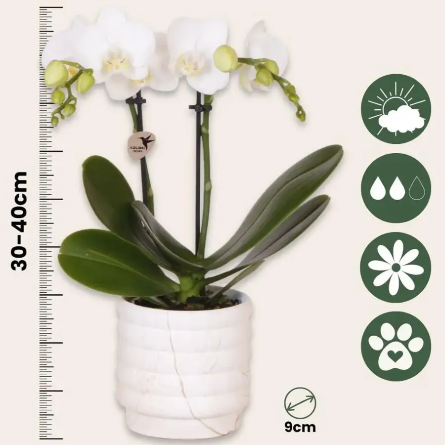 Plant in a Box Cadeauset orchidee 'Marble S' - Phalaenopsis - Hoogte 30cm