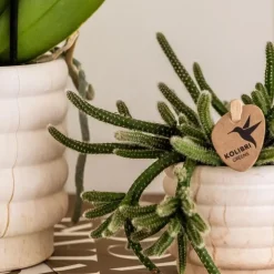 Plant in a Box Cadeauset orchidee 'Marble S' - Phalaenopsis - Hoogte 30cm
