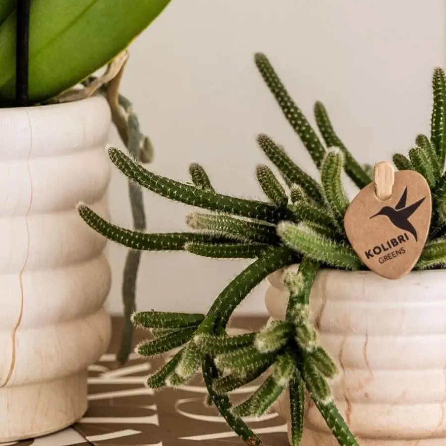 Plant in a Box Cadeauset orchidee 'Marble S' - Phalaenopsis - Hoogte 30cm
