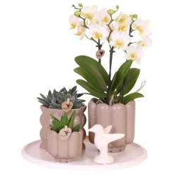 Kamerplanten-Plant in a Box Cadeauset orchidee 'White Tray XL' - Phalaenopsis - Hoogte 35cm