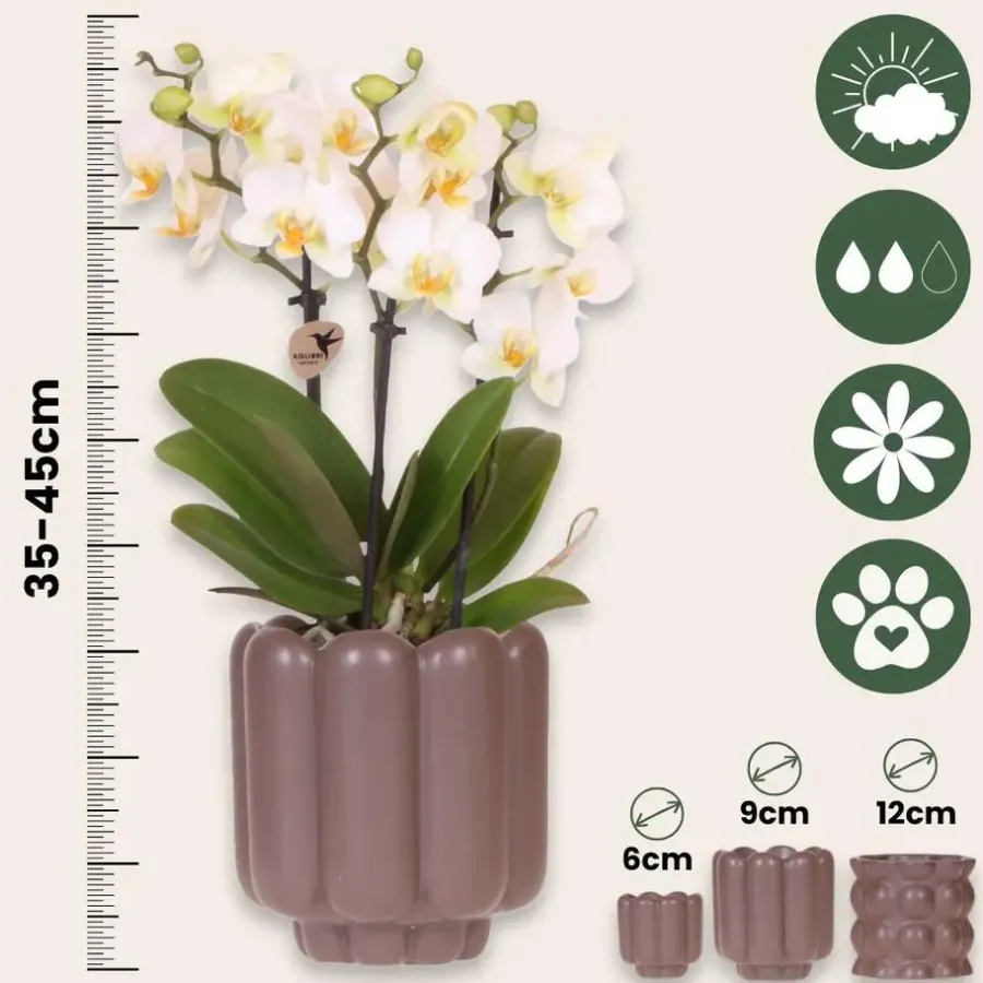 Kamerplanten-Plant in a Box Cadeauset orchidee 'White Tray XL' - Phalaenopsis - Hoogte 35cm