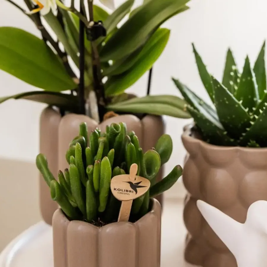 Kamerplanten-Plant in a Box Cadeauset orchidee 'White Tray XL' - Phalaenopsis - Hoogte 35cm