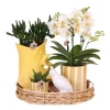 Plant in a Box Cadeauset orchidee 'Yellow XL' - Phalaenopsis - Hoogte 35cm
