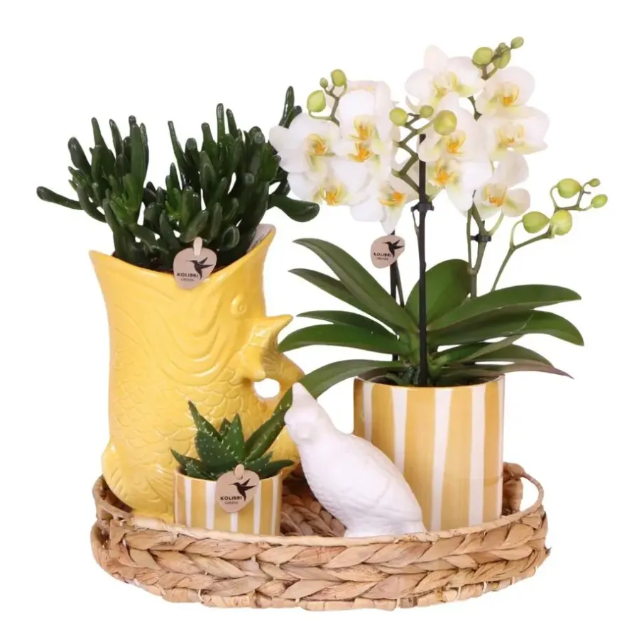 Plant in a Box Cadeauset orchidee 'Yellow XL' - Phalaenopsis - Hoogte 35cm
