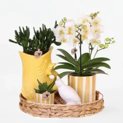 Plant in a Box Cadeauset orchidee 'Yellow XL' - Phalaenopsis - Hoogte 35cm