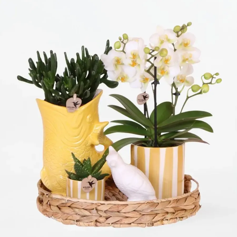 Plant in a Box Cadeauset orchidee 'Yellow XL' - Phalaenopsis - Hoogte 35cm