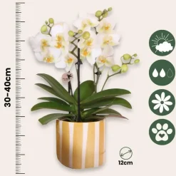 Plant in a Box Cadeauset orchidee 'Yellow XL' - Phalaenopsis - Hoogte 35cm