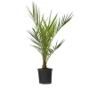 Planten|Bomen-Plant in a Box Canarische Dadelpalm - Phoenix canariensis - Hoogte 50-60cm - ⌀15cm