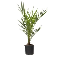 Planten|Bomen-Plant in a Box Canarische Dadelpalm - Phoenix canariensis - Hoogte 50-60cm - ⌀15cm