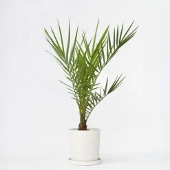 Planten|Bomen-Plant in a Box Canarische Dadelpalm - Phoenix canariensis - Hoogte 50-60cm - ⌀15cm