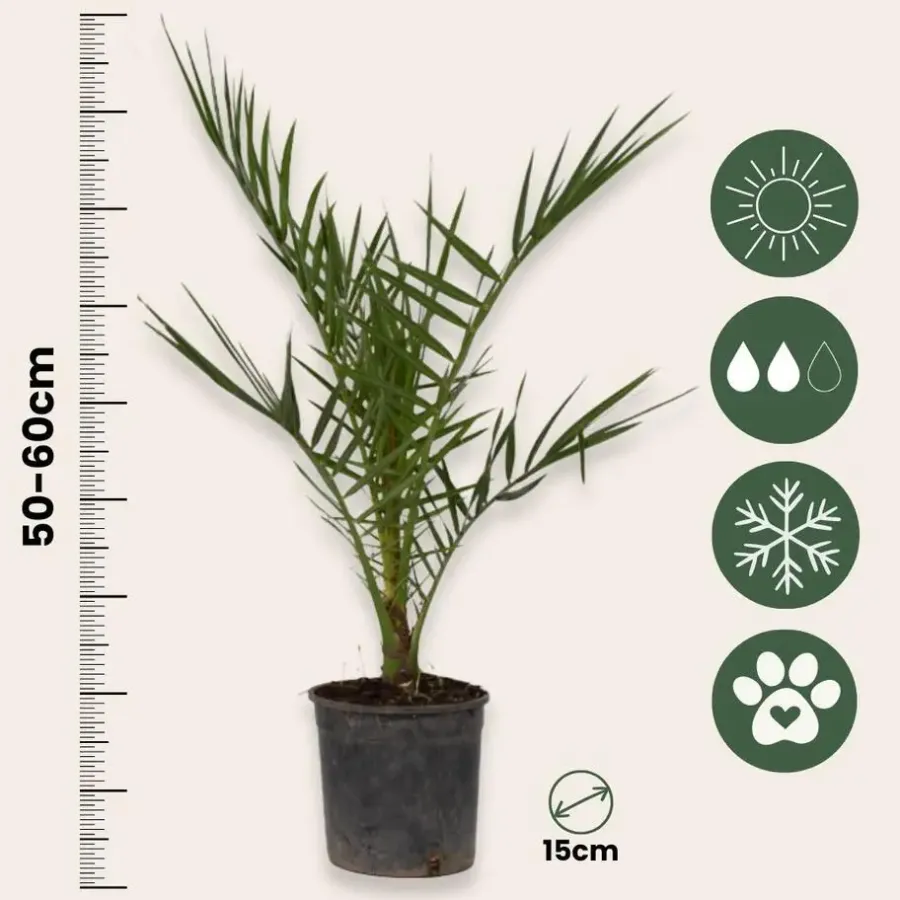Planten|Bomen-Plant in a Box Canarische Dadelpalm - Phoenix canariensis - Hoogte 50-60cm - ⌀15cm