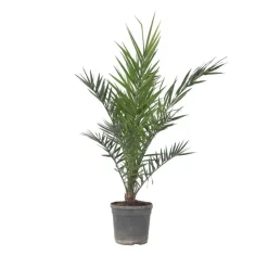 Planten|Bomen-Plant in a Box Canarische Dadelpalm - Phoenix canariensis - Hoogte 80-100cm - ⌀19cm