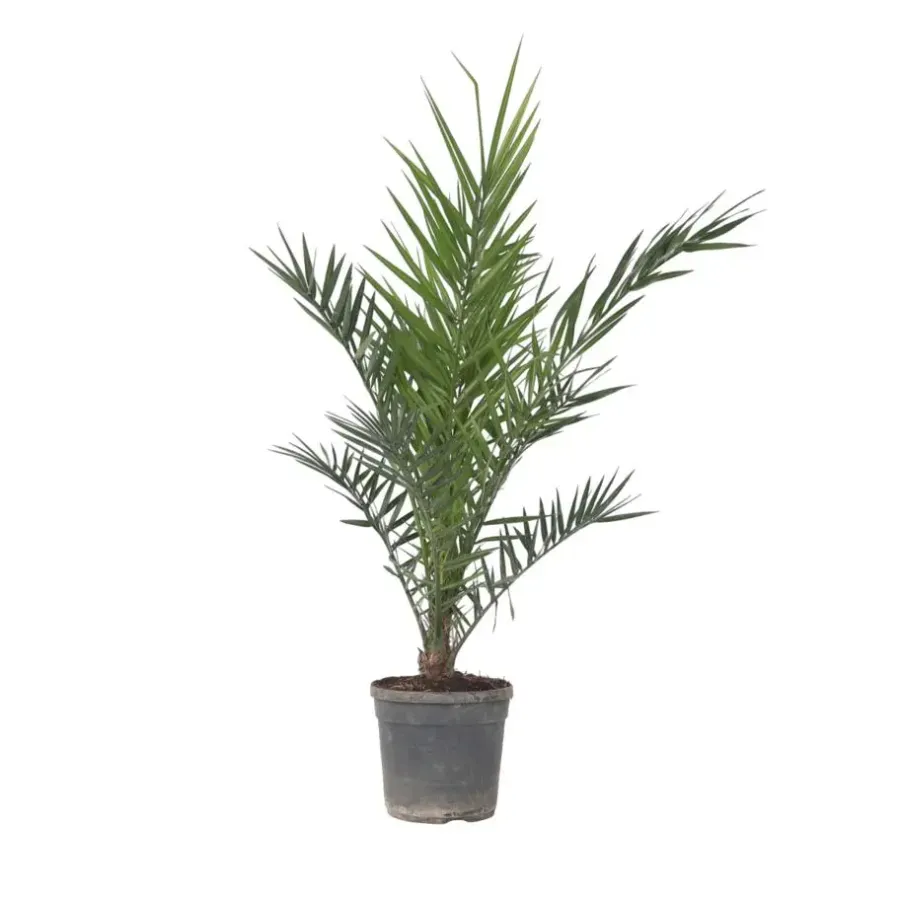 Planten|Bomen-Plant in a Box Canarische Dadelpalm - Phoenix canariensis - Hoogte 80-100cm - ⌀19cm