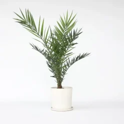 Planten|Bomen-Plant in a Box Canarische Dadelpalm - Phoenix canariensis - Hoogte 80-100cm - ⌀19cm