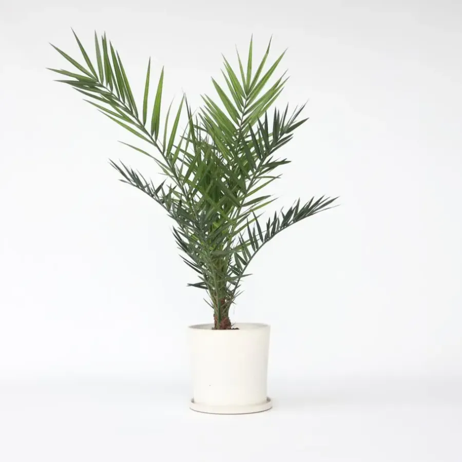 Planten|Bomen-Plant in a Box Canarische Dadelpalm - Phoenix canariensis - Hoogte 80-100cm - ⌀19cm