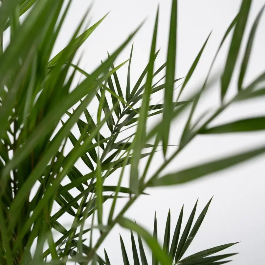 Planten|Bomen-Plant in a Box Canarische Dadelpalm - Phoenix canariensis - Hoogte 80-100cm - ⌀19cm
