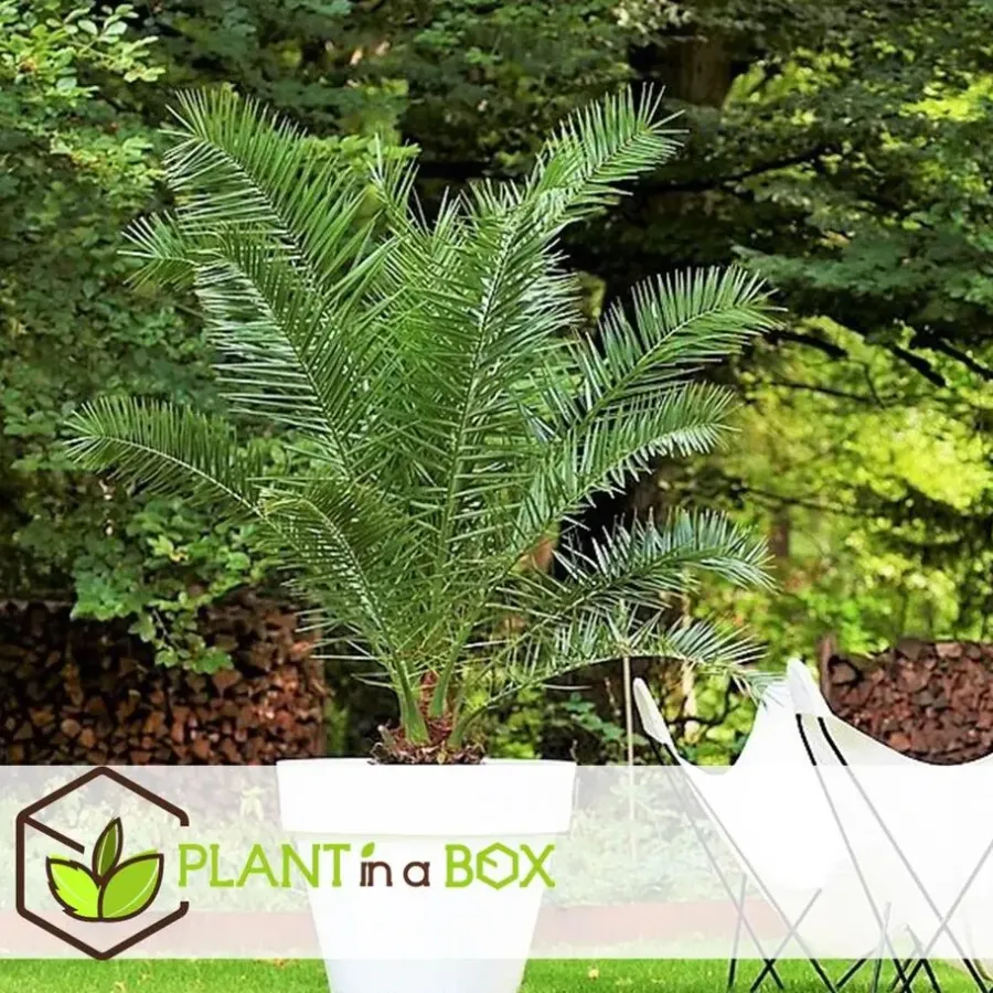 Planten|Bomen-Plant in a Box Canarische Dadelpalm - Phoenix canariensis - Hoogte 80-100cm - ⌀19cm