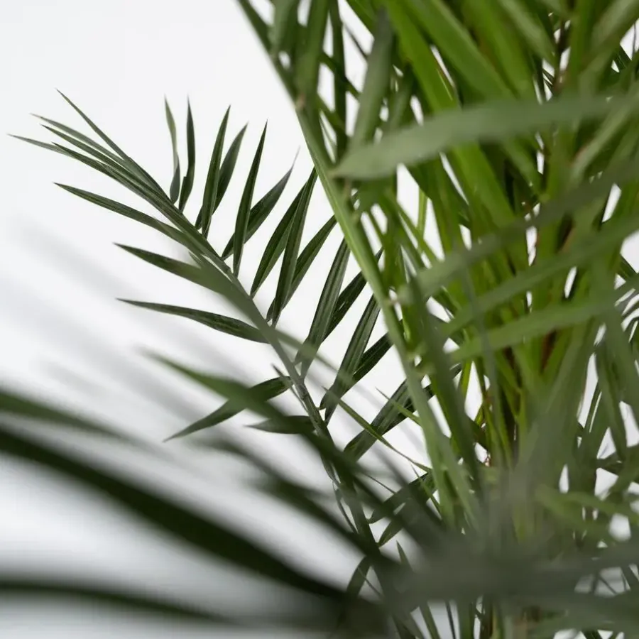Planten|Bomen-Plant in a Box Canarische Dadelpalm - Phoenix canariensis - Hoogte 80-100cm - ⌀19cm