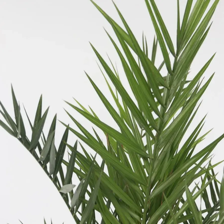 Planten|Bomen-Plant in a Box Canarische Dadelpalm - Phoenix canariensis - Hoogte 80-100cm - ⌀19cm