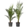Planten|Bomen-Plant in a Box Canarische Dadelpalm - Set van 2 - Phoenix canariensis - Hoogte 80-100cm - ⌀19cm